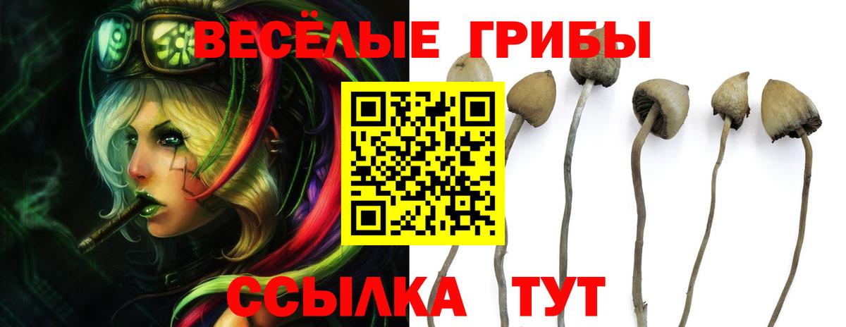 Галлюциногенные грибы прущие грибы Мончегорск